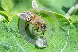 Cute honey bee, Apis mellifera, in close up drinking water from a dewy leaf