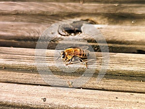 Cute honey bee soaking up the sun