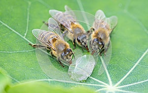 Cute honey bees, Apis mellifera, in close up drinking water from a dewy leaf