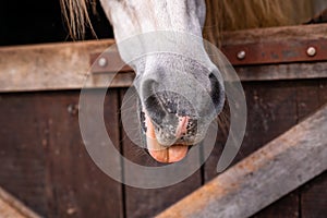 Cute horse nose, details of horses, equine animals, looking out of box