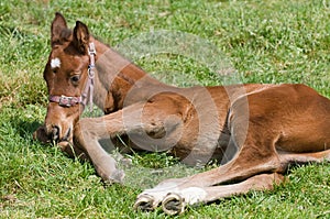 Cute Horse Resting