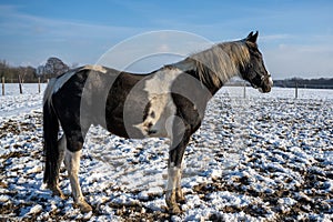 Un caballo marrón pelo a blanco puntos negro melena sobre el en el invierno el sol 