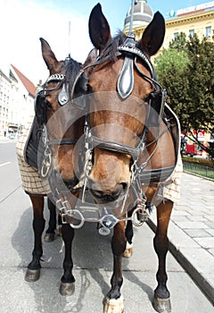 Cute horses in harness