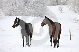 Cute horses on the snowy meadow