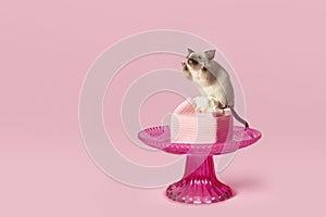 Cute house mouse walking over a pink cake on a pink background
