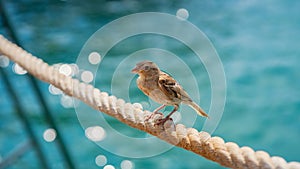 A cute house sparrow bird standing on a rope and looking at camera in a hot summer day in front of blury sea photo