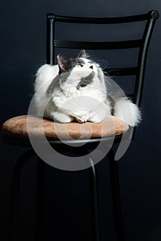 Cute housecat sitting on a kitchen stool looking up.