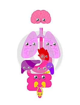 Cute Human anatomy organs Internal. cartoon style Systems of man body and organs. medical systems. kids character. Childrens style