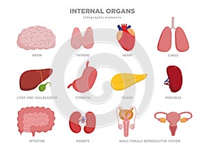 Cute human organs vector cartoon characters illustration in flat design. Organs icon set isolated on white. Heart, liver