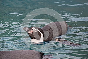 Cute humboldt penguin is luxuriate into the blue water. Spheniscus humboldti or peruvian penguin.