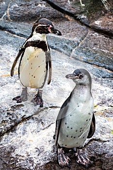 Cute Humboldt Penguins at Atlantic Sea Park in Alesund photo