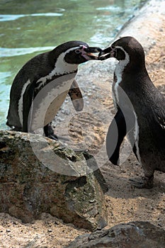 Cute humboldt penguins playing together