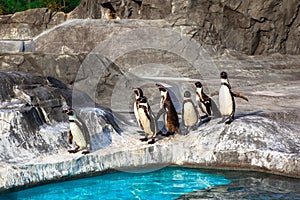 Cute Humboldt Penguins (Spheniscus Humboldt) in a zoo, Japan