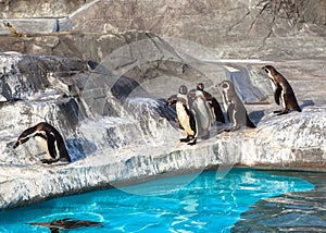 Cute Humboldt Penguins (Spheniscus Humboldt) in a zoo, Japan