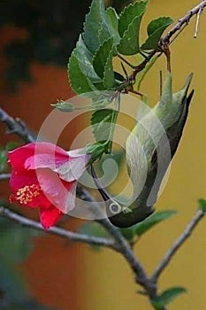 Cute humming bird