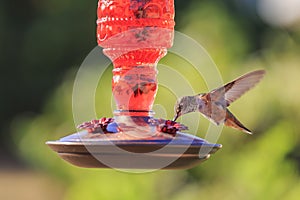 Cute humming bird