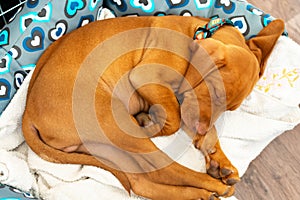 Cute hungarian 2 months old vizsla puppy sleeping in his comfy bed with white blanket.