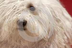 Cute Hungarian Komondor