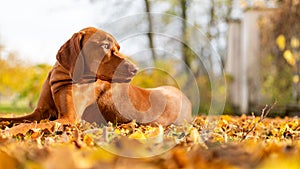 Cute hungarian vizsla dog in beautiful autumn garden. Happy vizsla pointer dog lying down outside side view portrait.