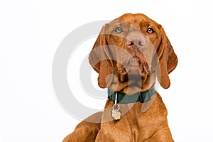 Cute hungarian vizsla dog headshot front view studio portrait. Dog wearing pet collar with name tag looking at camera.