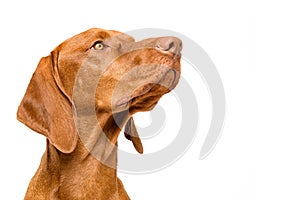 Cute hungarian vizsla dog side view studio portrait. Dog looking to the side headshot isolated over white background.