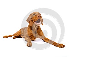 Cute hungarian vizsla dog studio portrait. Gorgeous dog lying down and looking up smiling isolated over white background.