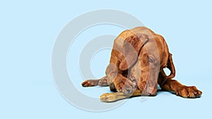 Cute hungarian vizsla puppy with rawhide chew bone studio portrait over blue background. Beautiful dog chewing on rawhide.