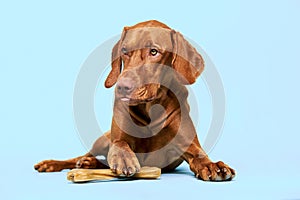 Cute hungarian vizsla puppy with rawhide chew bone studio portrait over blue background. Funny dog holding a chew toy bone.