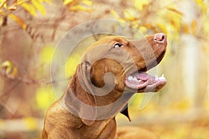 Cute hungarian vizsla puppy side view portrait in beautiful fall garden.