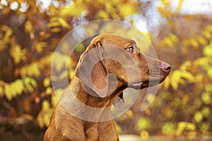 Cute hungarian vizsla puppy side view portrait in beautiful fall garden.