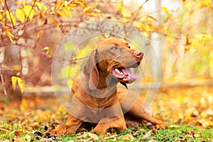 Cute hungarian vizsla puppy smiling in beautiful fall garden. Happy vizsla pointer dog lying down outside looking to the side.