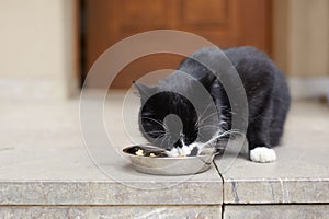 Cute hungry cat eat from metal bowl