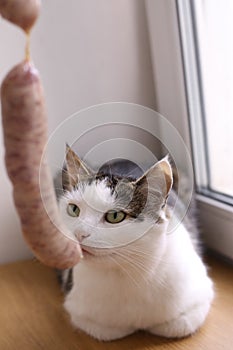 Cute hungry cat sniff sausage