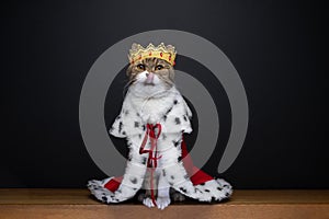 cute hungry cat wearing royal king costume with crown licking lips