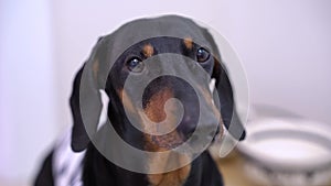 Cute hungry Dachshund dog, black and tan, looks with mournful eyes at the owner, against the background of a bowl for food