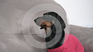 Cute hungry dachshund puppy in pink t-shirt sits on couch and barks softly, begging for food. Owner gives dog a treat to