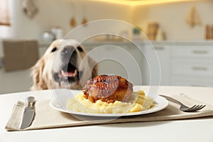 Cute hungry dog near plate with owner`s food in kitchen