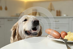 Cute hungry dog near plate with owner`s food at table in kitchen