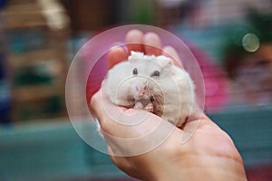 Cute hungry female Winter White Dwarf Hamster Winter White Dwarf, Djungarian, Siberian Hamster is on owner hand, eating pet food