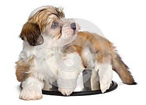 Cute hungry Havanese puppy dog is lying on a metal food bowl