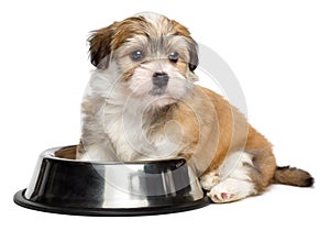 Cute hungry Havanese puppy is sitting next to a metal food bowl