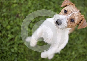 Cute hungry pet dog puppy begging