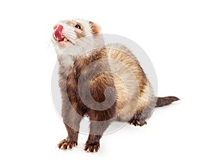 Cute Hungry Pet Ferret on White