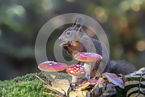 Cute hungry Red Squirrel Sciurus vulgaris eating a nut in an forest covered with colorful leaves and  mushrooms. Autumn day in a