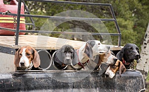 Hunting Dogs Ready To Go