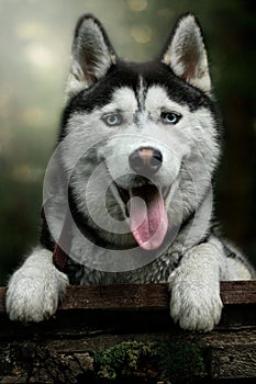 portrait huski in the forest