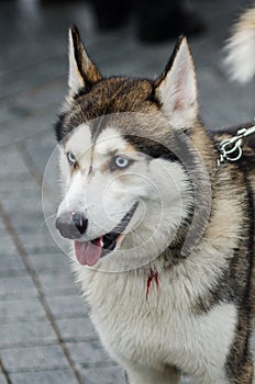 Cute husky dog with blue eyes close up portrait