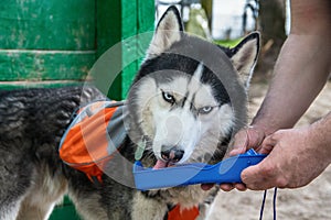 Cute husky dog drink water from a plastic Portable Pet Dog Travel Water Drink Bottle. Bowl Dispenser Water Drinker. photo