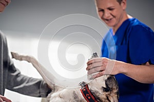 A cute husky dog getting a check up at the vets office