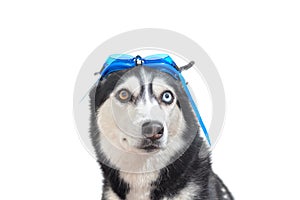 Cute husky dog with goggles from swim practice. White background
